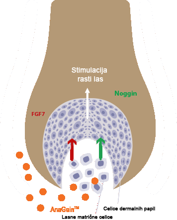 Locerin Scheme